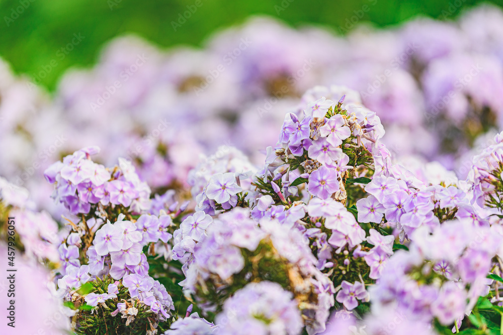 flowers in the garden