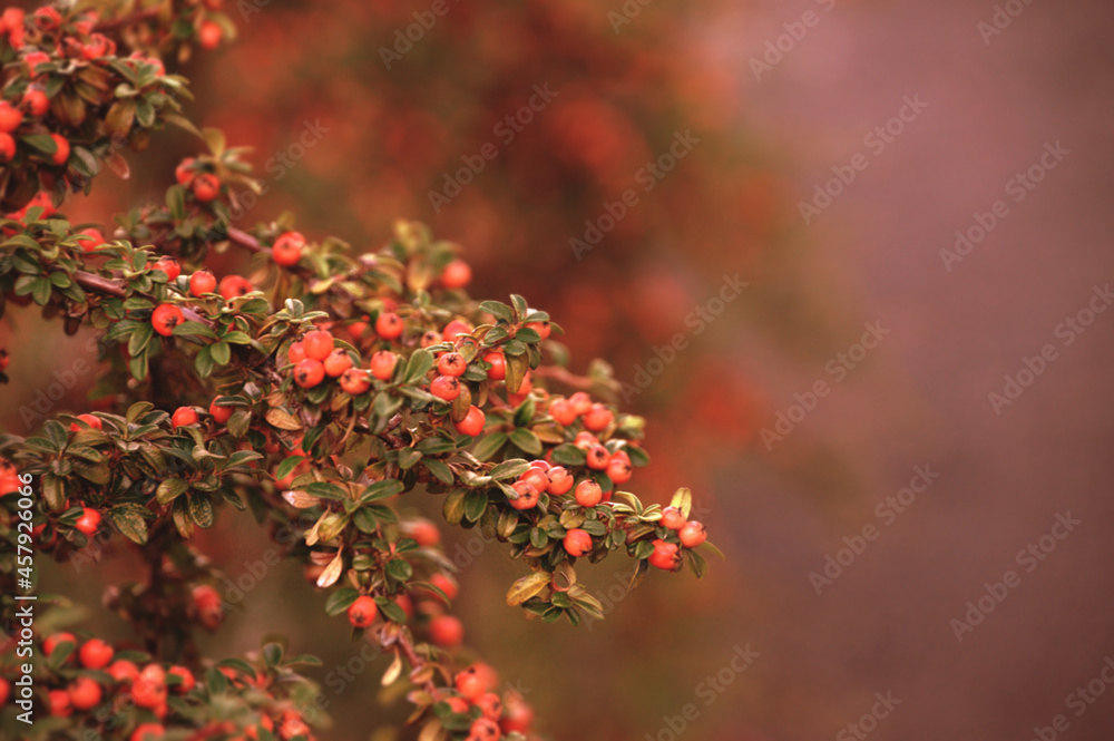 Autumn landscape, ripe barberry berries - in Latin Berberis- on the tree under the sunlight - focus at the central berries, shallow depth of field. Autumn trees, autumn landscape, autumn park nature Autumn landscape, ripe barberry berries - in Latin Berberis- on the tree under the sunlight - focus at the central berries, shallow depth of field. Autumn trees, autumn landscape, autumn park nature
