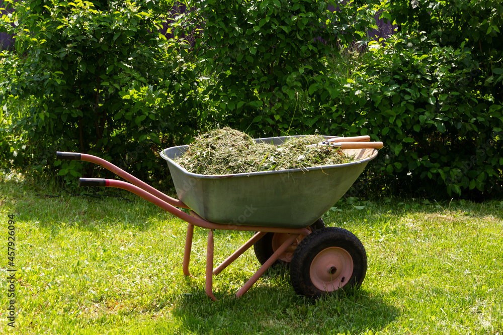 Wheelbarrow with grass and leaves. Gardening. Planting care. Seasonal trimming of trees, bushes and other perennial plants