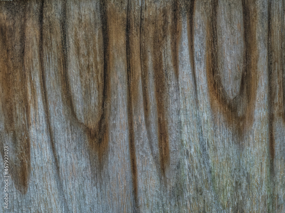 Fototapeta premium Holztextur
