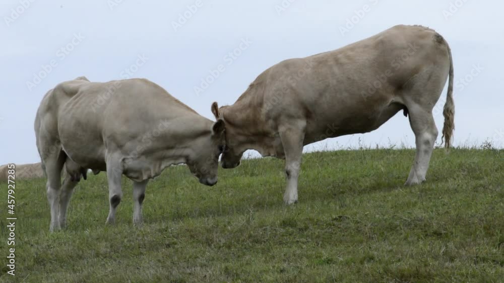 A pair cows in a friendly attitude in the meadows of Cantabria A pair cows in a friendly attitude in the meadows of Cantabria