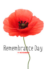 Red poppy flower on white background. Remembrance Day in Canada