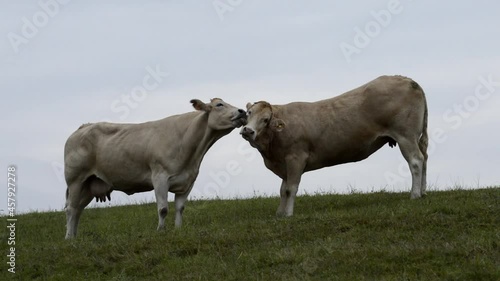 A pair cows in a friendly attitude in the meadows of Cantabria