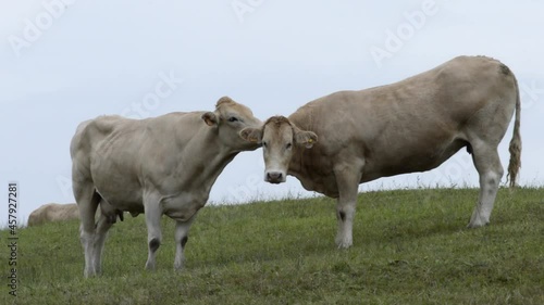 A pair cows in a friendly attitude in the meadows of Cantabria