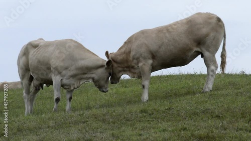 A pair cows in a friendly attitude in the meadows of Cantabria