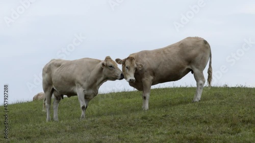 A pair cows in a friendly attitude in the meadows of Cantabria