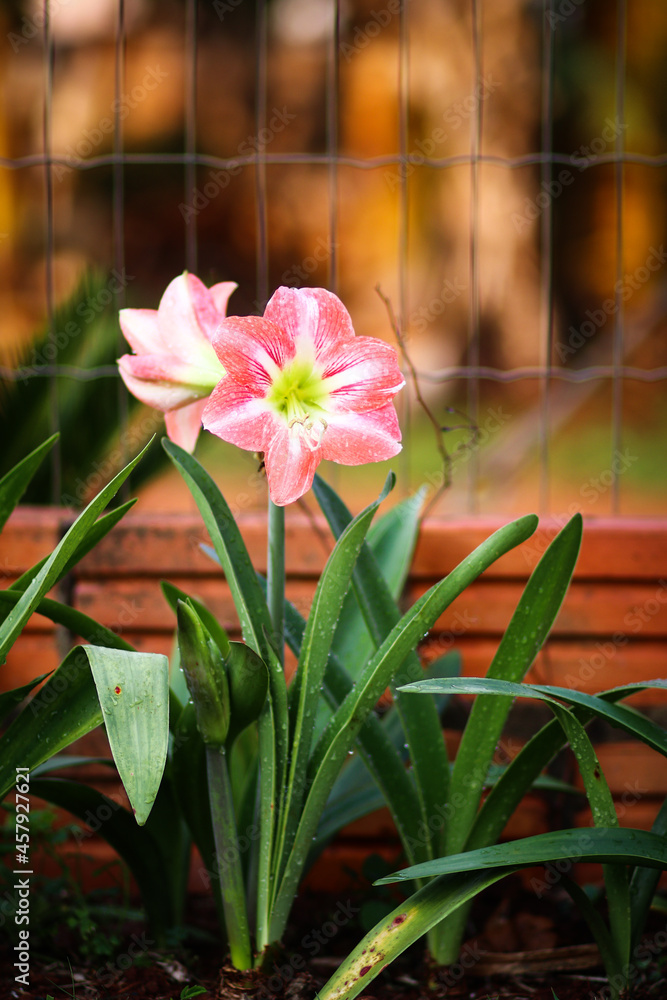 Fototapeta premium pink flowers in a garden