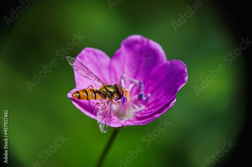 butterfly on flower