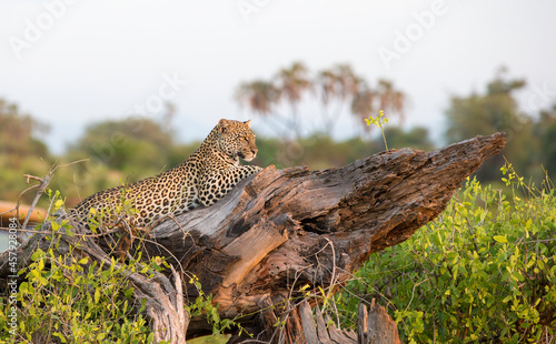 Photography A Leopard laying in a tree.  Taken in Kenya