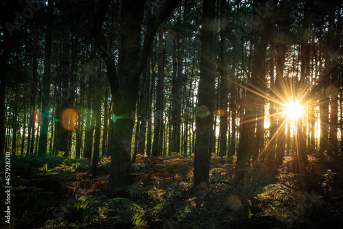 Sunset in forest with visible sun beams coming through woods.