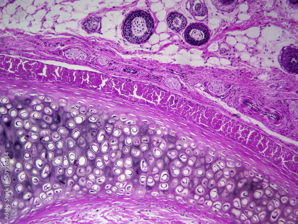 Histology image of elastic cartilage of the epiglottis (100x) Stock