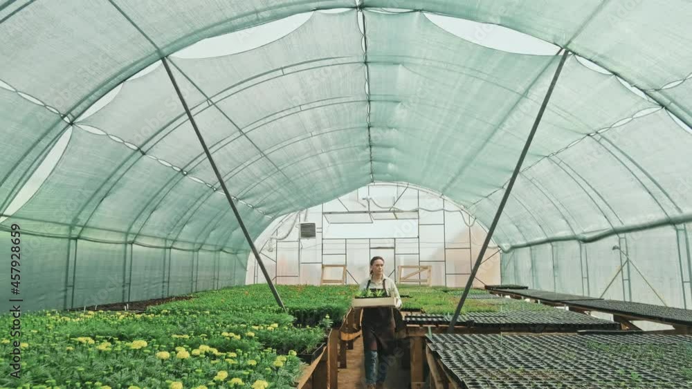 Dolly shot of female gardener walking along greenhouse carrying wooden crate with potted plants Dolly shot of female gardener walking along greenhouse carrying wooden crate with potted plants