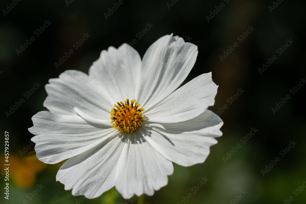 white flower in forest white flower in forest