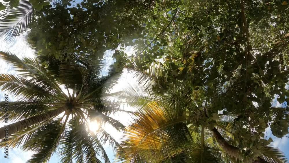 Palmen bei Sonnenschein von unten nach oben gefilmt
