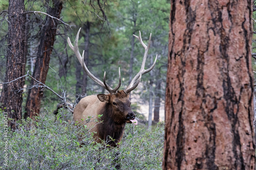 Closeup of Rocky Mountain Elk (Cervus elaphus nelsoni, Rocky Mountain national park. Male with large antlers in forest, eating leaves from a bush.  
 photo