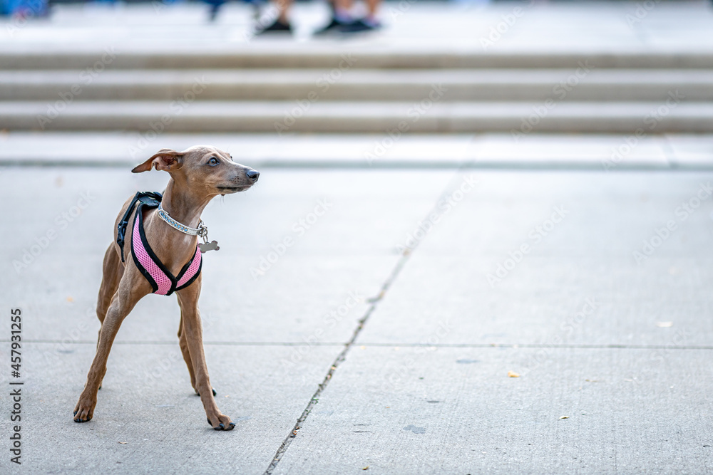 A beautiful Italian Greyhound dog active in a park.