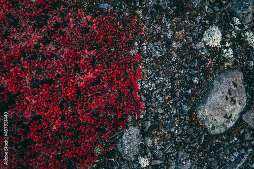 Flowers of different colors in the northern mountain environment 