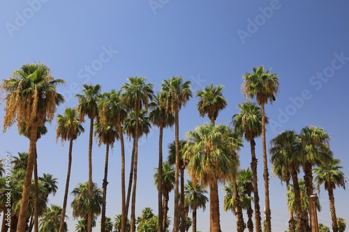 Palm tree skyline on a clear sky