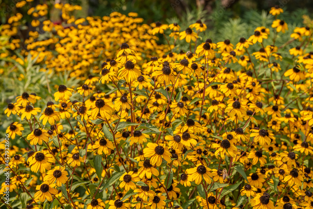 A bunch of black eyed susan flowers growing wild in a garden.