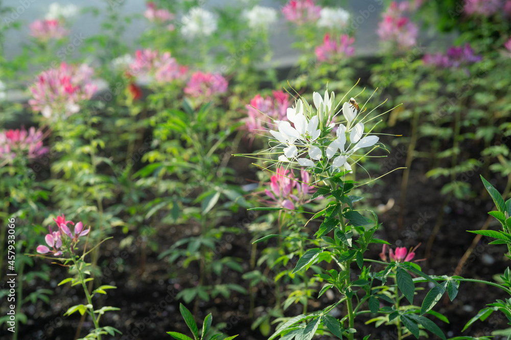 Beautiful Spider flower on a sunny day in Ontario Canada Beautiful Spider flower on a sunny day in Ontario Canada