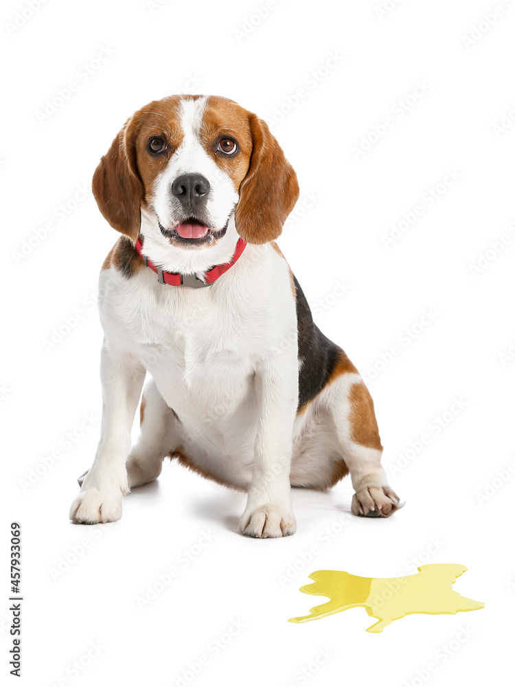 Cute dog near wet spot on white background Cute dog near wet spot on white background