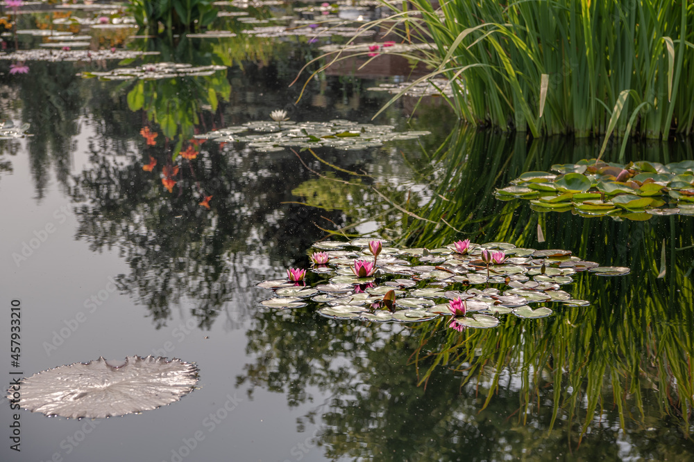 Beautiful pink water lily with lily pads on a pond. Sunlight reflects off the surface of the pond. Beautiful pink water lily with lily pads on a pond. Sunlight reflects off the surface of the pond.
