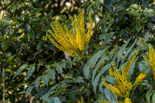 Yellow Mahonia napulensis flowers in autumn  photo