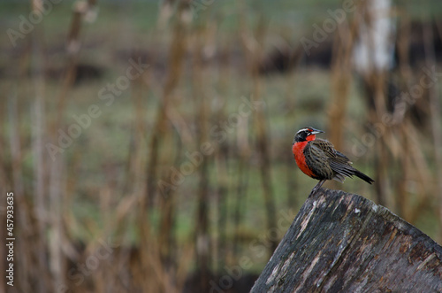 loica, Patagonian bird in the foreground on a tree trunk photo