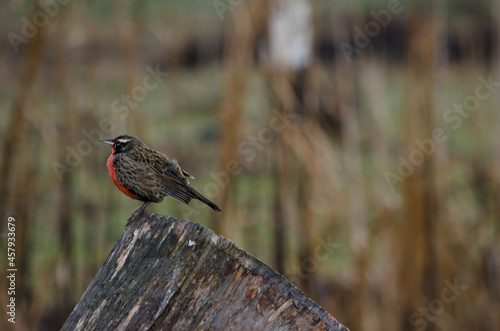 bird on top of a trunk, loica with intense red feathers. stumella loyca, bird of argentine patagonia photo