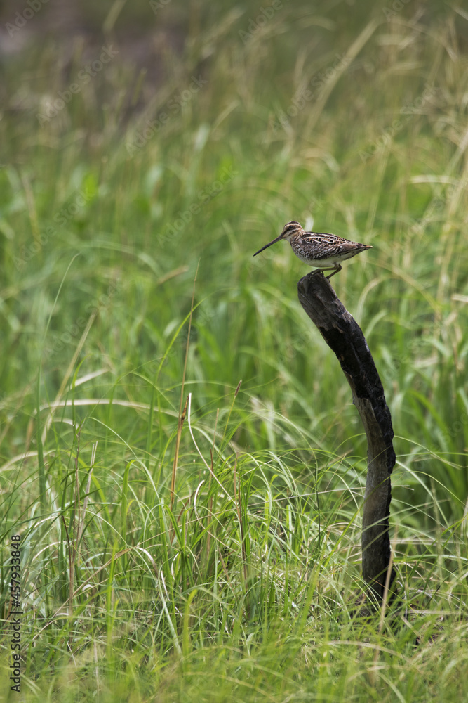 Snipe on burned post in grassy South Dakota field in vertical format Snipe on burned post in grassy South Dakota field in vertical format