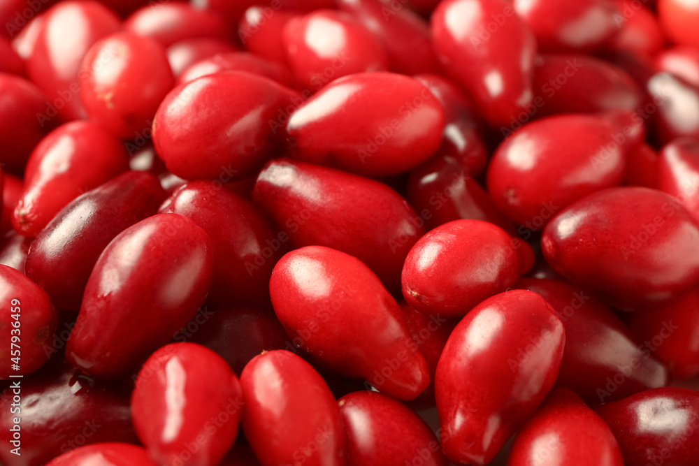 Fresh dogwood berries as background, closeup Fresh dogwood berries as background, closeup