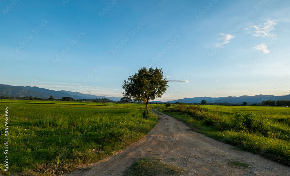 Rural road with green rice fields. Countryside landscape with a background of mountain and blue sky.