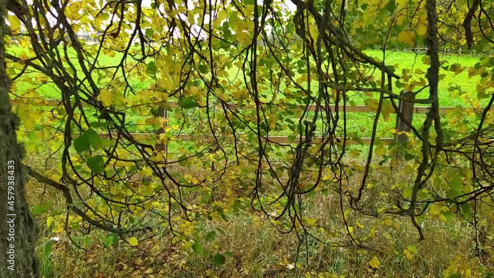 branches with colorful leaves move in the wind on the trees during autumn branches with colorful leaves move in the wind on the trees during autumn