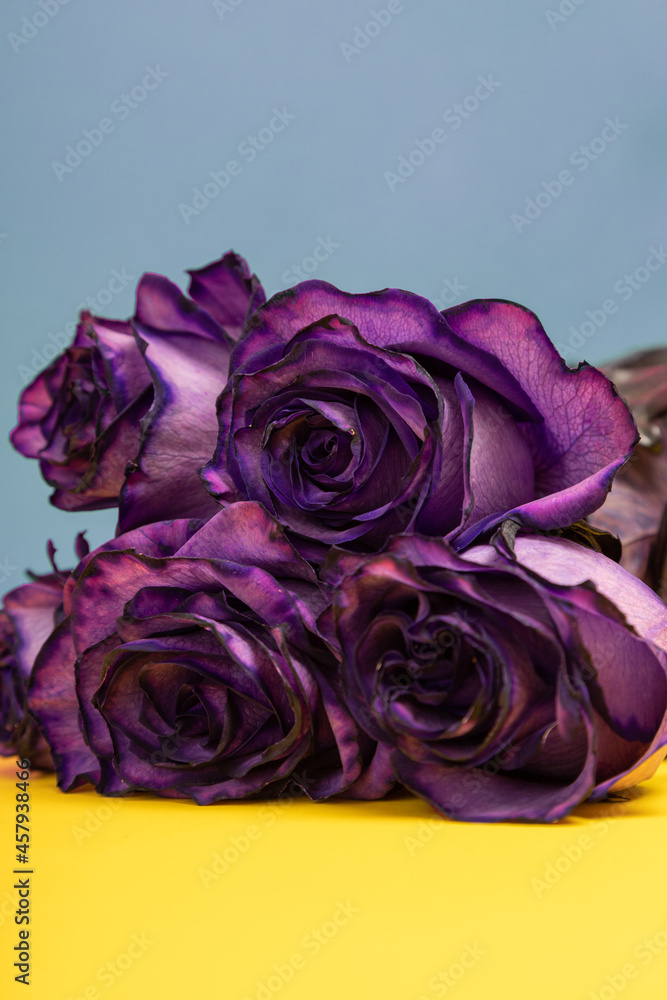 bouquet of violet roses lying on a colorful background, detail of the petals, beauty of nature and romantic gifts, natural flowers bouquet of violet roses lying on a colorful background, detail of the petals, beauty of nature and romantic gifts, natural flowers