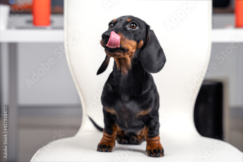 Fotografi Adorable hungry dachshund puppy is sitting on chair, licking his lips and begging, blurred background