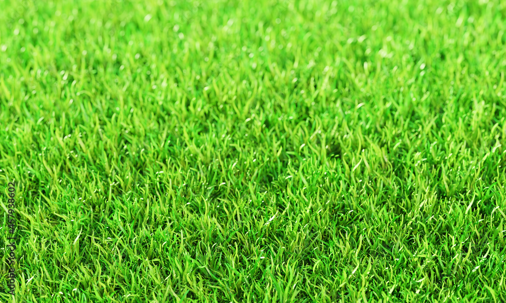 Obraz premium Green grass or the naturally walls texture . Top view Fresh green lawns for background, backdrop or wallpaper. Plains and grasses of various sizes are neat and tidy. The lawn surface is evenly shining
