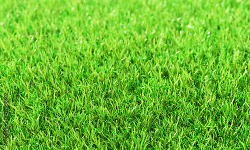 Green grass or the naturally walls texture . Top view Fresh green lawns for background, backdrop or wallpaper. Plains and grasses of various sizes are neat and tidy. The lawn surface is evenly shining