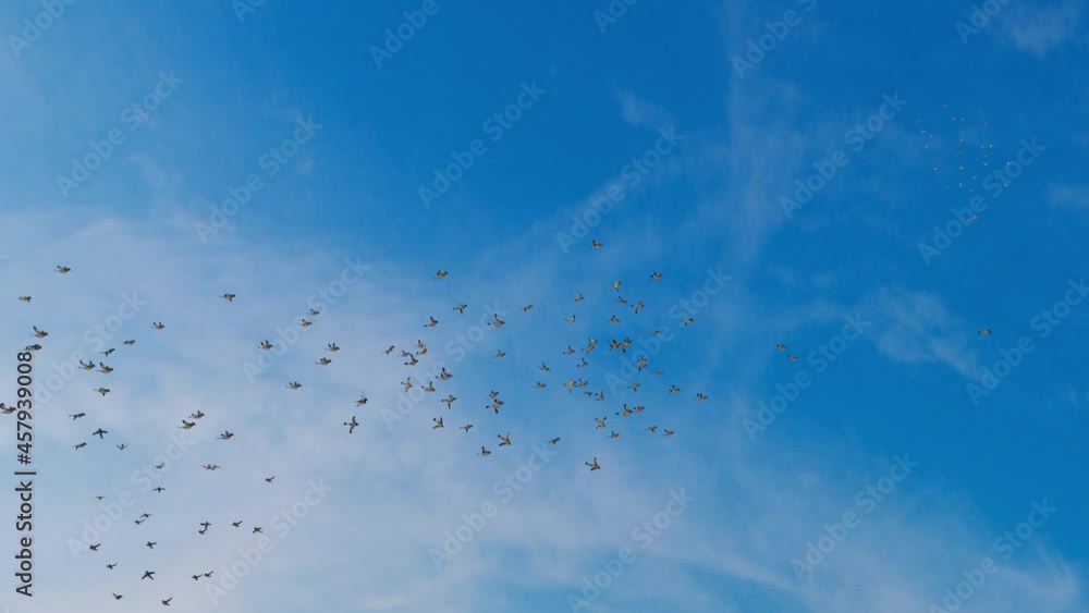 a group or a flock of sparrows Fly in the sky. The sky was bright during the day with white clouds. Birds flew in flocks. 3D rendering a group or a flock of sparrows Fly in the sky. The sky was bright during the day with white clouds. Birds flew in flocks. 3D rendering