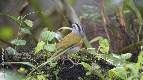 Black-striped sparrow (Arremonops conirostris) in Mindo, Ecuador
