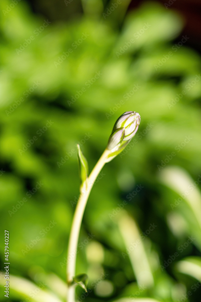 close up of single orchid seedling under the sun in front of green leaves close up of single orchid seedling under the sun in front of green leaves