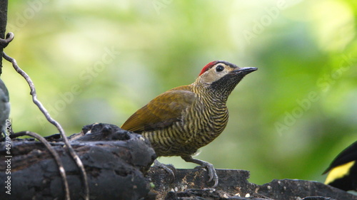 Golden-olive Woodpecker (Colaptes rubiginosus) in Mindo, Ecuador