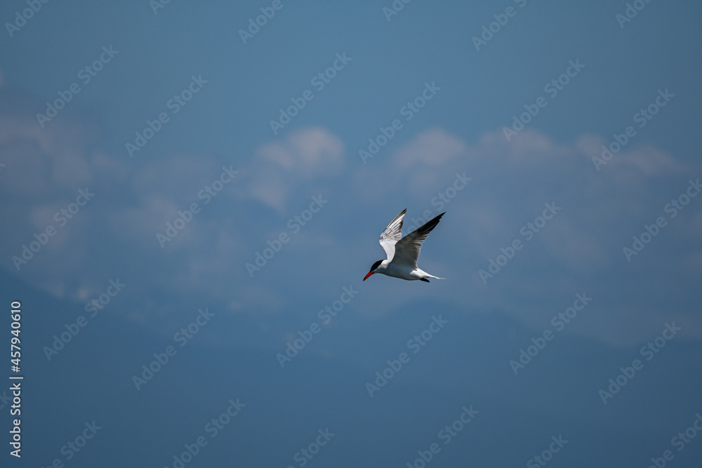 one beautiful caspian tern flew over the cloudy blue sky