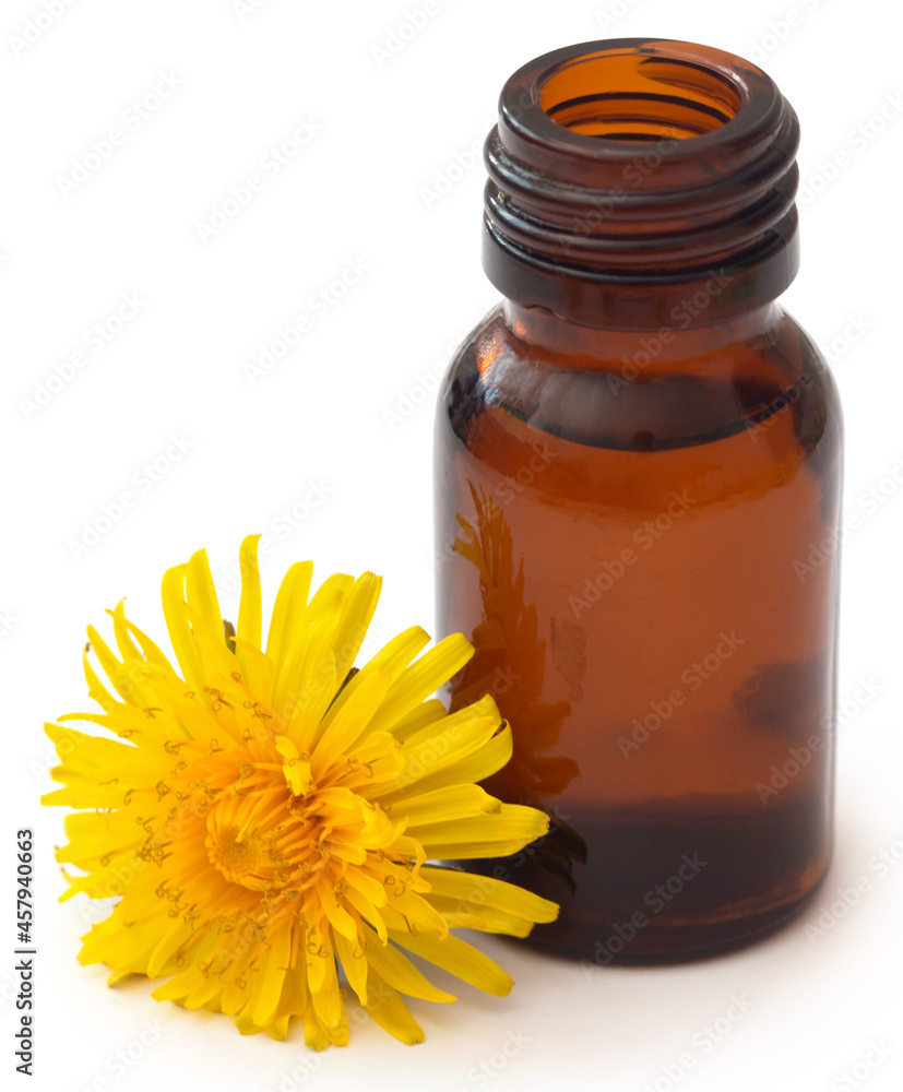Medicinal dandelion and extract Medicinal dandelion and extract