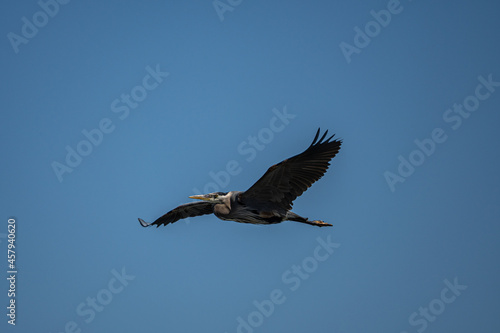 one great blue heron with wings wide open flew over head under the clear blue sky