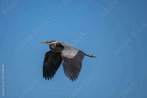 one great blue heron with wings wide open flew over head under the clear blue sky