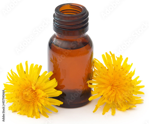 Medicinal dandelion and extract photo