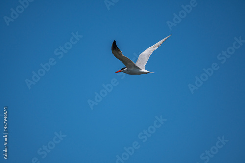 one beautiful caspian tern flew over the clear blue sky