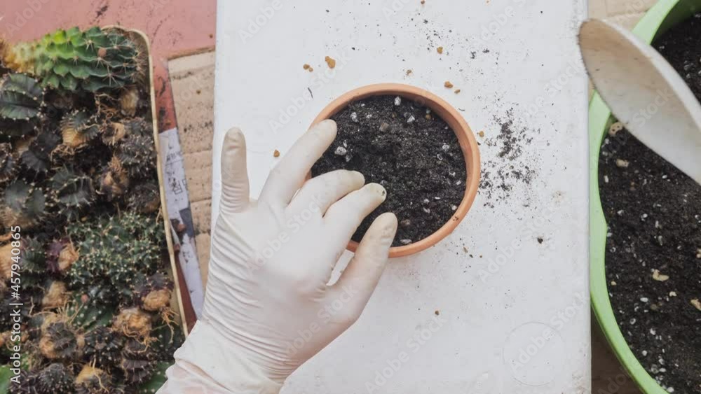 Plant and move pots, change soil, apply slowrelease fertilizer for