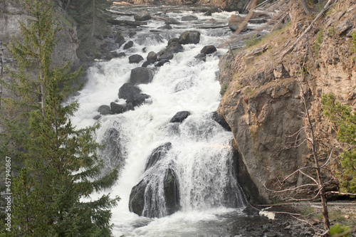 Waterfall Pine  Yellowstone National Park 