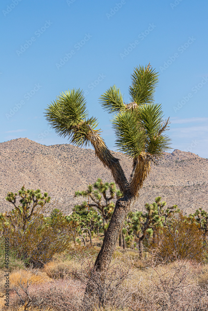 joshua trees in desert Stock Photo Adobe Stock joshua trees in desert Stock Photo Adobe Stock